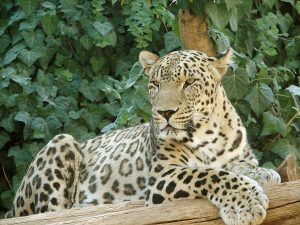 Wild Leopard Spotted Near Islamabad’s Famous University